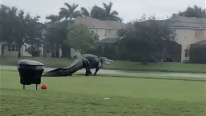 Cá sấu khổng lồ sừng sững đi dạo... sân golf ở Mỹ - 1