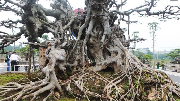 Đã mắt với vẻ kỳ quái, hầm hố của “siêu cây, trả bao nhiêu cũng không bán - 3 Đã mắt với vẻ kỳ quái, hầm hố của “siêu cây, trả bao nhiêu cũng không bán - 3