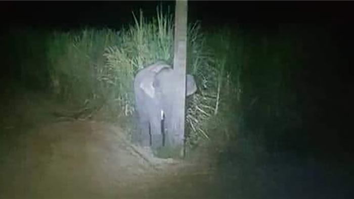 Bật cười khoảnh khắc voi con trốn sau cột điện khi bị phát hiện ăn trộm - 1