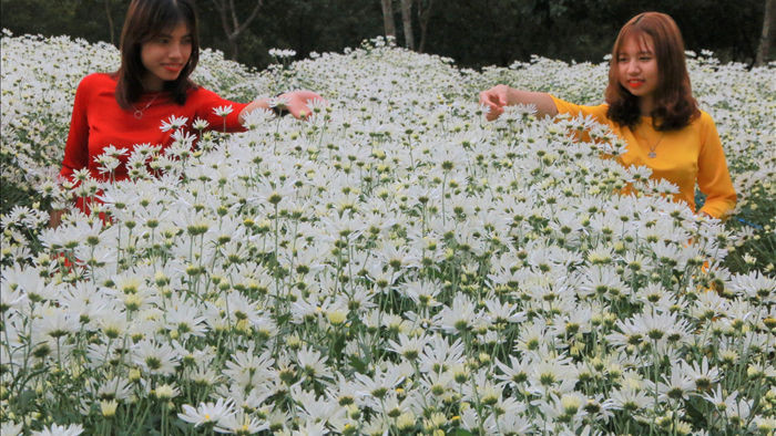 Vườn cúc họa mi nghìn người mê, đến chụp ảnh không muốn về ở Ninh Bình - 13
