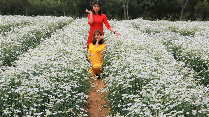 Vườn cúc họa mi nghìn người mê, đến chụp ảnh không muốn về ở Ninh Bình - 2