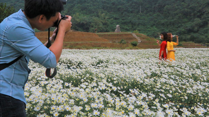 Vườn cúc họa mi nghìn người mê, đến chụp ảnh không muốn về ở Ninh Bình - 8
