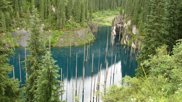 Kỳ lạ rừng cây mọc ngược từ dưới đáy hồ - 1