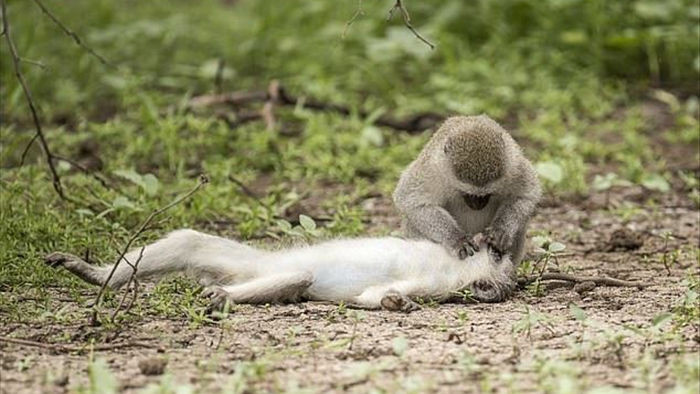 Sự thật về bức ảnh khỉ hô hấp nhân tạo cứu đồng loại bị thương - Ảnh 1.