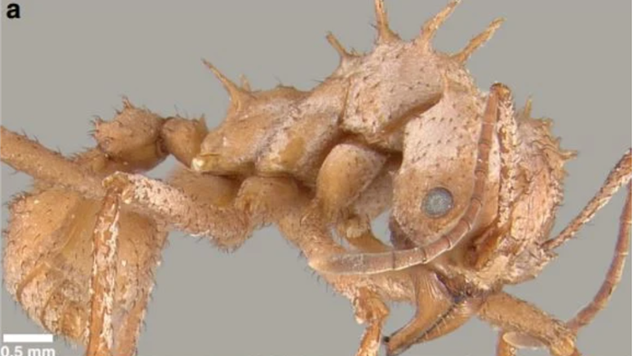 Loài kiến kỳ lạ có lớp áo giáp sinh học chưa từng thấy ở côn trùng - 1
