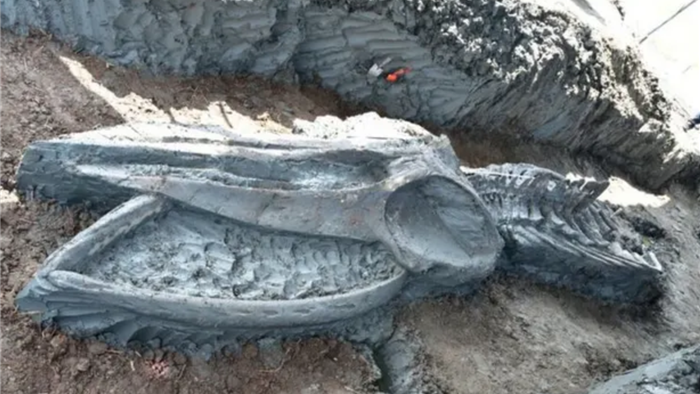 Tìm thấy hóa thạch cá voi cổ đại siêu hiếm 5000 năm ở Thái Lan - 1