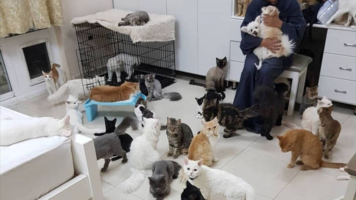 Bên trong ngôi nhà của người phụ nữ chung sống với 480 con mèo, 12 chú chó - 1
