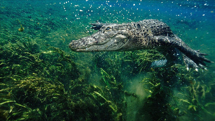 Cá sấu có thể mọc lại đuôi như thằn lằn - 1