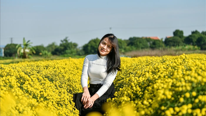 Hoa cúc tiến Vua Hưng Yên vào mùa vàng rực - 6 Hoa cúc tiến Vua Hưng Yên vào mùa vàng rực - 6