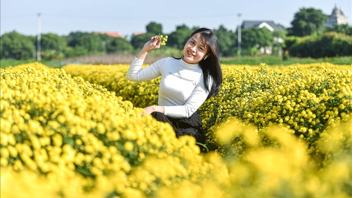 Hoa cúc tiến Vua Hưng Yên vào mùa vàng rực - 10 Hoa cúc tiến Vua Hưng Yên vào mùa vàng rực - 10