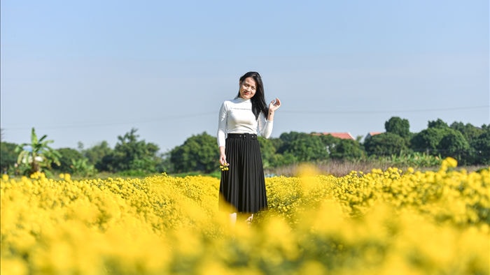 Hoa cúc tiến Vua Hưng Yên vào mùa vàng rực - 13 Hoa cúc tiến Vua Hưng Yên vào mùa vàng rực - 13