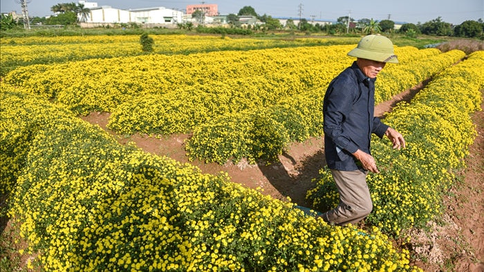 Hoa cúc tiến Vua Hưng Yên vào mùa vàng rực - 3