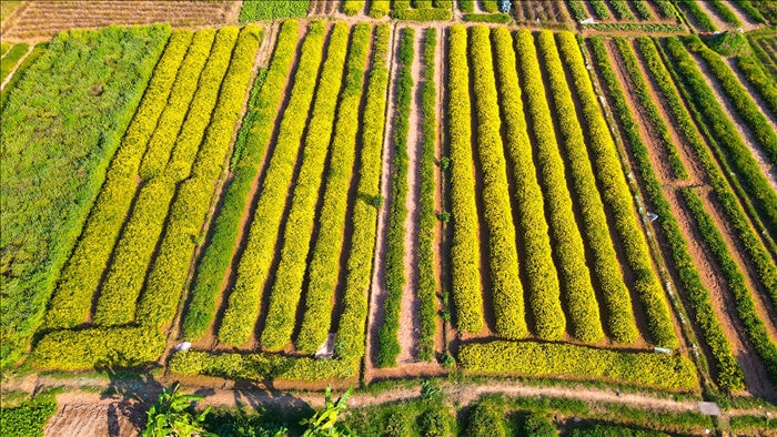 Hoa cúc tiến Vua Hưng Yên vào mùa vàng rực - 2 Hoa cúc tiến Vua Hưng Yên vào mùa vàng rực - 2