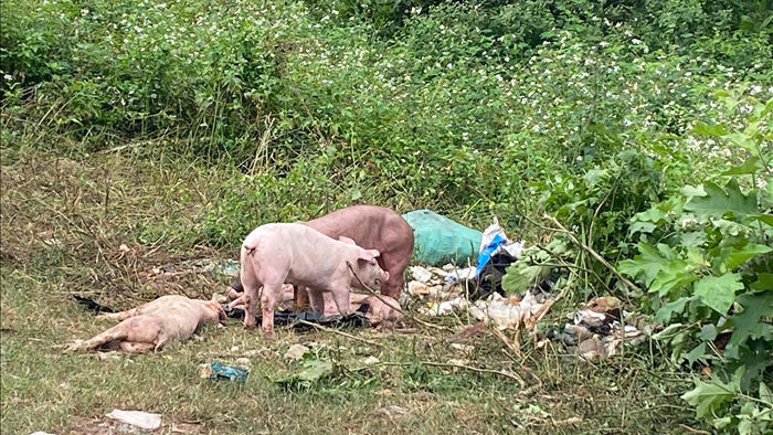Đàn lợn cả trăm con nghi nhiễm bệnh bị vứt bỏ bên đường - 1