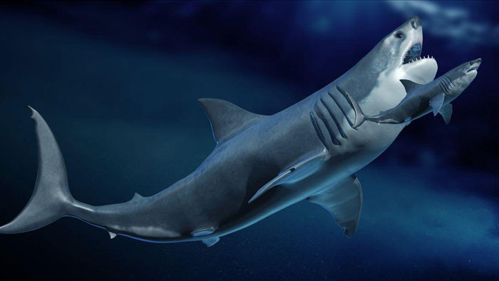 Hé lộ bí mật của siêu cá mập Megalodon - 1