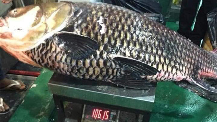 Cá hô 'khủng' nặng hơn 100kg vẫn bán công khai bất chấp lệnh cấm