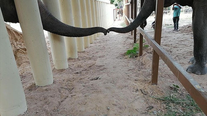 Sau 8 năm, chú voi đơn độc nhất thế giới đã được gặp đồng loại - Ảnh 1.