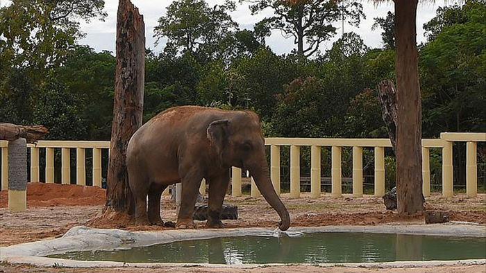 Sau 8 năm, chú voi đơn độc nhất thế giới đã được gặp đồng loại - Ảnh 4.