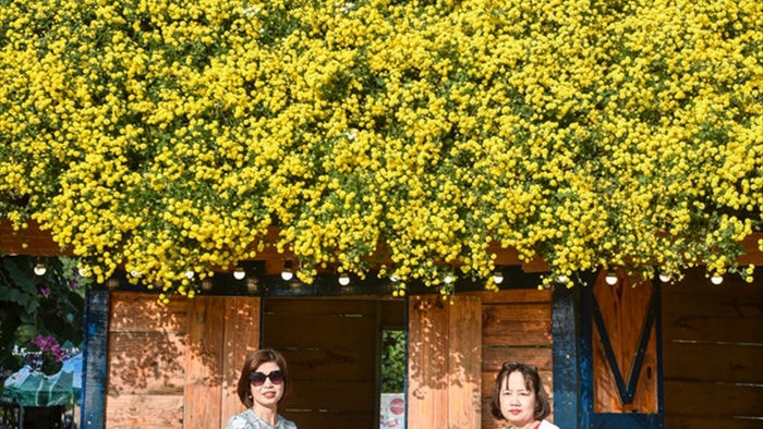 Chiêm ngưỡng ngôi nhà cúc chi đẹp mê mẩn ở Hà Nội - 5 Chiêm ngưỡng ngôi nhà cúc chi đẹp mê mẩn ở Hà Nội - 5