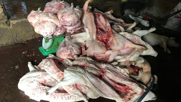 Phát hiện gần 1 tấn thịt lợn bốc mùi hôi thối chuẩn bị bán ra thị trường - 1