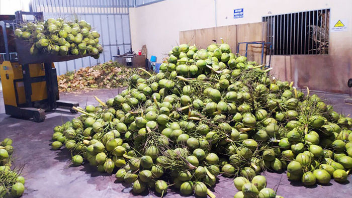 Siêu thị nước ngoài đặt mua 10 triệu trái dừa/năm, tìm 'mỏi mắt' không đủ