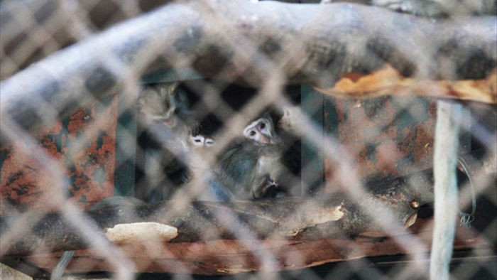Những con vật co ro nép mình trong vườn bách thú Thủ Lệ vì lạnh - 10