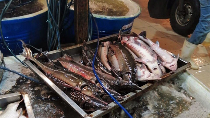 Nguồn gốc cá tầm nhập khẩu rẻ không ngờ bày bán khắp chợ