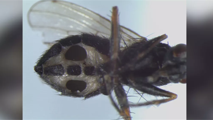 Phát hiện loại nấm mới biến ruồi thành xác sống - 1