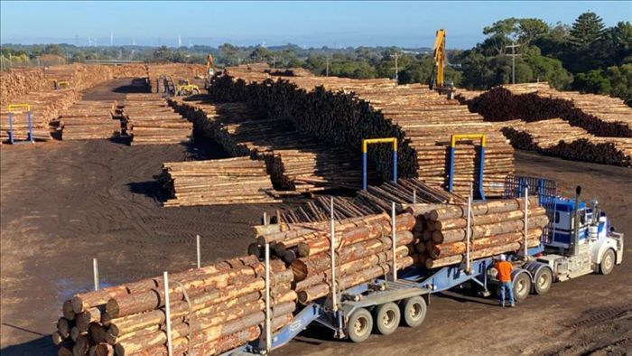 Trung Quốc mở rộng lệnh cấm nhập khẩu gỗ tròn sang các bang New South Wales và Tây Australia. (Nguồn: Hiệp hội các nhà chế biến gỗ tròn bang Nam Australia)