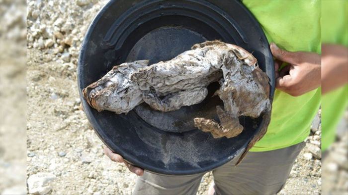 Hé lộ thông tin mới về xác ướp cực quý của chó sói 57.000 năm tuổi - 1