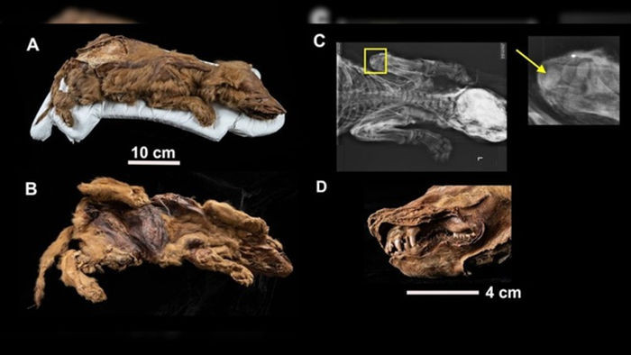 Hé lộ thông tin mới về xác ướp cực quý của chó sói 57.000 năm tuổi - 2