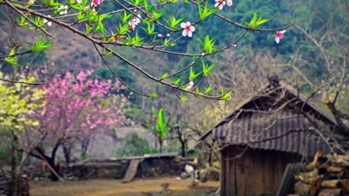 Huyện ở Sơn La họp khẩn hướng dẫn các xã miền núi trồng đào rừng