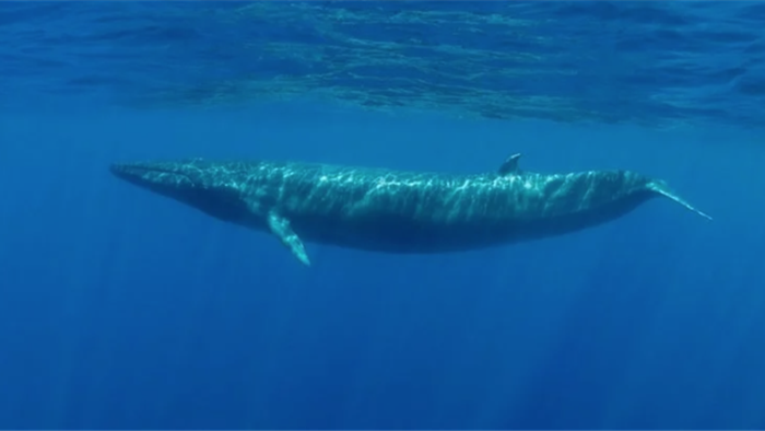 Một quần thể cá voi xanh chưa từng được biết xuất hiện ở Ấn Độ Dương - 1
