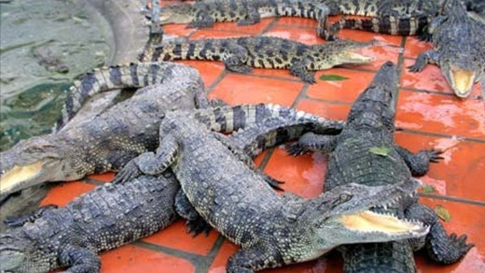 Rớt giá, hàng nghìn con cá sấu bị bỏ đói giữa 'thủ phủ' cá sấu