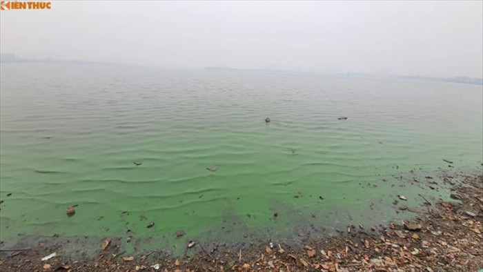 Nước hồ Tây chuyển màu xanh bất thường, người dân lo lắng - 4