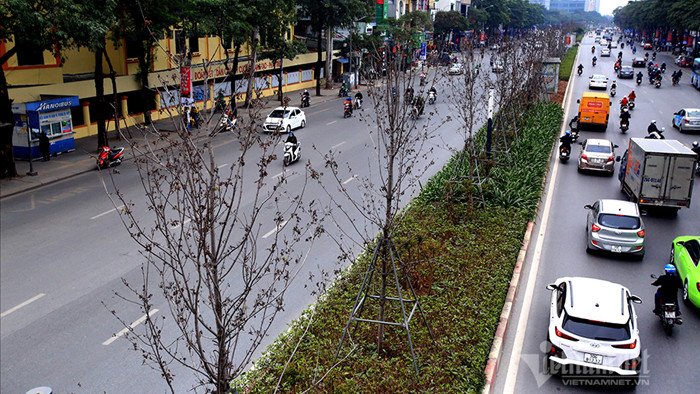 Phong lá đỏ ở Hà Nội đang thay lá chứ không phải chết