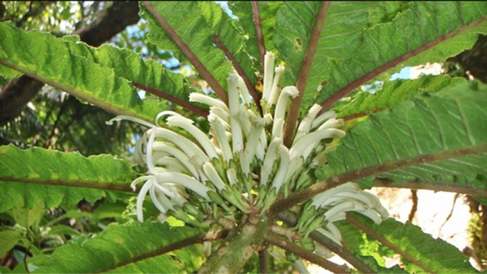 Phát hiện loài hoa siêu hiếm còn tồn tại ở Hawaii - 1