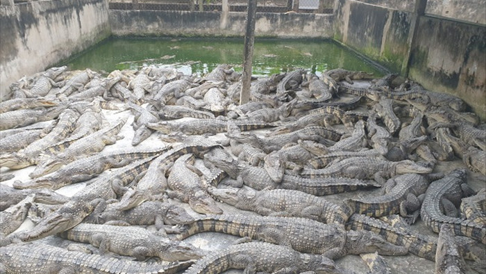 Ế ẩm, hàng nghìn con cá sấu bị bỏ đói, dân nuôi thua lỗ hàng tỷ đồng