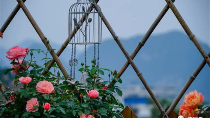Trồng hoa trên sân thượng, cô gái tạo ra khu vườn cổ tích vạn người mê - 6