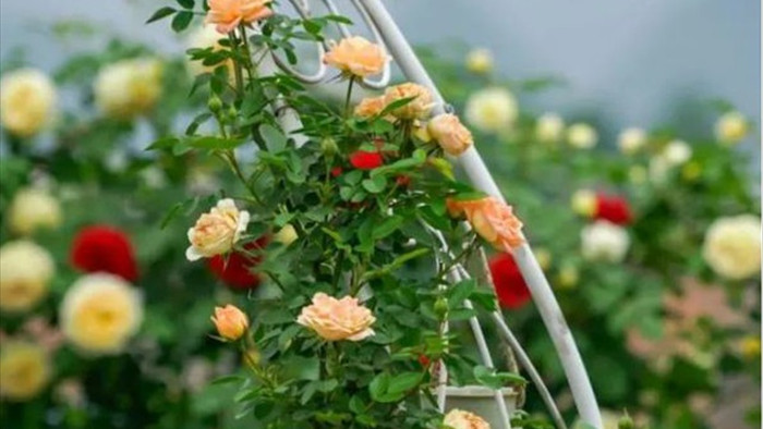 Trồng hoa trên sân thượng, cô gái tạo ra khu vườn cổ tích vạn người mê - 7