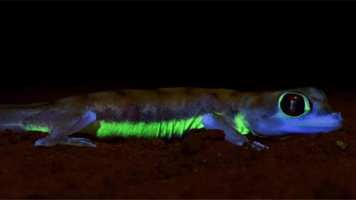 Loài tắc kè sa mạc kì lạ có khả năng phát sáng dưới ánh trăng - 1