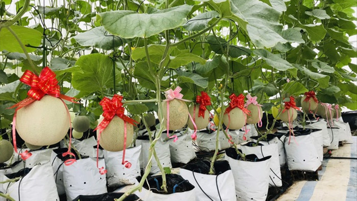 Vườn dưa lưới toàn trái khủng của nữ nhân viên văn phòng ở Kiên Giang - 3