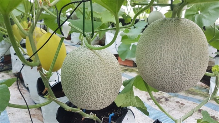 Vườn dưa lưới toàn trái khủng của nữ nhân viên văn phòng ở Kiên Giang - 7 Vườn dưa lưới toàn trái khủng của nữ nhân viên văn phòng ở Kiên Giang - 7