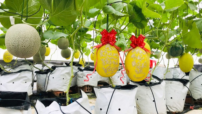 Vườn dưa lưới toàn trái khủng của nữ nhân viên văn phòng ở Kiên Giang - 10