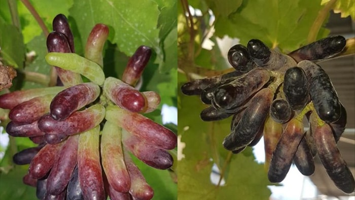 Vườn dưa lưới toàn trái khủng của nữ nhân viên văn phòng ở Kiên Giang - 12 Vườn dưa lưới toàn trái khủng của nữ nhân viên văn phòng ở Kiên Giang - 12