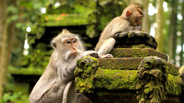 Những con khỉ có sở thích cướp đồ đắt tiền để vòi vĩnh phần ăn nhiều hơn - 2