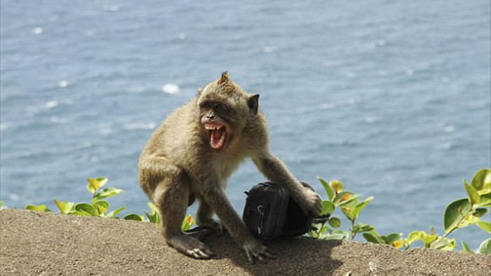 Những con khỉ có sở thích cướp đồ đắt tiền để vòi vĩnh phần ăn nhiều hơn - 3