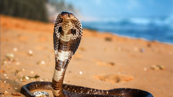 Tại sao một số loài rắn luôn miễn nhiễm với nọc độc của chính mình: Các nhà khoa học đã tìm ra câu trả lời - Ảnh 1.