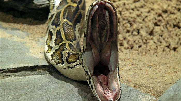Tại sao một số loài rắn luôn miễn nhiễm với nọc độc của chính mình: Các nhà khoa học đã tìm ra câu trả lời - Ảnh 2.