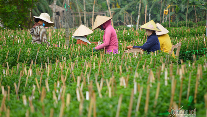 Nhân công ở Đà Nẵng khéo léo chăm hoa bán Tết